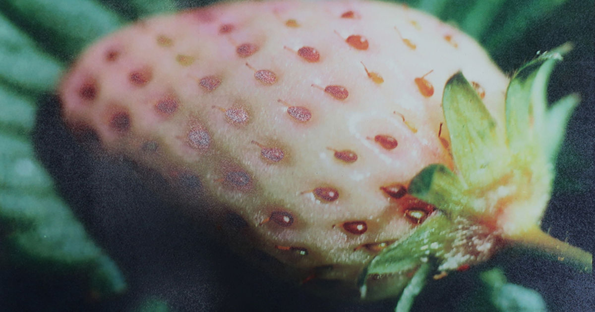 ◆古本◆蜷川実花サイン入り◆ノワール◆女性写真家、映画監督◆蜷川幸雄の娘 ◇古本◇蜷川実花サイン入り◇ノワール◇女性写真家、映画監督◇